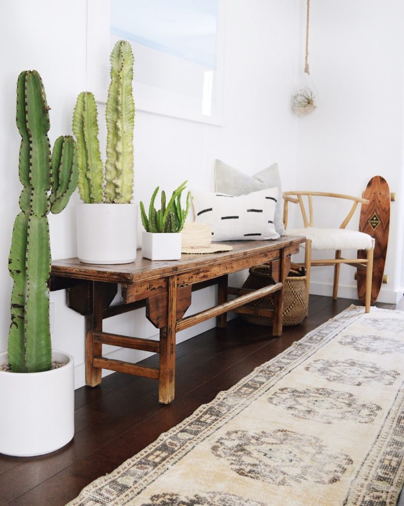 cactus & succulents